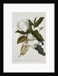 Magnolia by Georg Dionysius Ehret