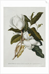 Magnolia by Georg Dionysius Ehret