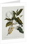 Magnolia by Georg Dionysius Ehret