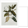 Magnolia by Georg Dionysius Ehret