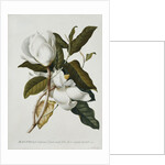 Magnolia by Georg Dionysius Ehret