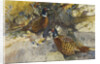 Cock Pheasants under a Beech Tree by Frank Southgate