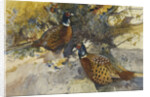 Cock Pheasants under a Beech Tree by Frank Southgate