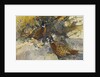 Cock Pheasants under a Beech Tree by Frank Southgate