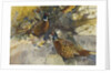 Cock Pheasants under a Beech Tree by Frank Southgate