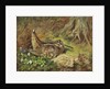A Woodcock and Chicks by Archibald Thorburn