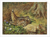 A Woodcock and Chicks by Archibald Thorburn