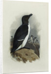 A Razorbill by Archibald Thorburn