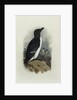 A Razorbill by Archibald Thorburn