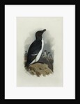 A Razorbill by Archibald Thorburn