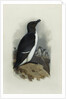 A Razorbill by Archibald Thorburn