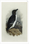 A Razorbill by Archibald Thorburn