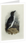 A Razorbill by Archibald Thorburn