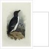 A Razorbill by Archibald Thorburn