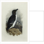 A Razorbill by Archibald Thorburn
