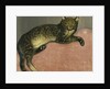Summer, Cat on a Railing by Theophile Alexandre Steinlen