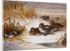 Mallard Widgeon and Snipe at the Edge of a Pool in Winter by Archibald Thorburn
