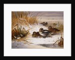 Mallard Widgeon and Snipe at the Edge of a Pool in Winter by Archibald Thorburn