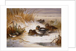 Mallard Widgeon and Snipe at the Edge of a Pool in Winter by Archibald Thorburn