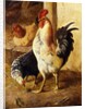 A Cockerel and Chickens in a Farmyard by Federico Jimenez Fernandez