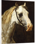Head of a Piebald Horse attributed to Theodore Jean Louis Gericault by Anonymous