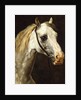 Head of a Piebald Horse attributed to Theodore Jean Louis Gericault by Anonymous