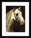 Head of a Piebald Horse attributed to Theodore Jean Louis Gericault by Anonymous