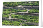 The vineyards of the Douro Valley above Pinhao are set on terraced hillsides above the Douro River by Anonymous