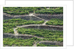 The vineyards of the Douro Valley above Pinhao are set on terraced hillsides above the Douro River by Anonymous