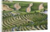 The vineyards of the Douro Valley above Pinhao are set on terraced hillsides above the Douro River by Anonymous