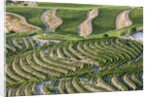 The vineyards of the Douro Valley above Pinhao are set on terraced hillsides above the Douro River by Anonymous