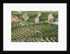 The vineyards of the Douro Valley above Pinhao are set on terraced hillsides above the Douro River by Anonymous