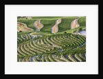 The vineyards of the Douro Valley above Pinhao are set on terraced hillsides above the Douro River by Anonymous