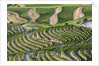 The vineyards of the Douro Valley above Pinhao are set on terraced hillsides above the Douro River by Anonymous