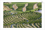 The vineyards of the Douro Valley above Pinhao are set on terraced hillsides above the Douro River by Anonymous