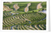 The vineyards of the Douro Valley above Pinhao are set on terraced hillsides above the Douro River by Anonymous