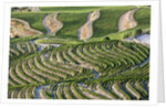 The vineyards of the Douro Valley above Pinhao are set on terraced hillsides above the Douro River by Anonymous