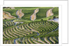 The vineyards of the Douro Valley above Pinhao are set on terraced hillsides above the Douro River by Anonymous