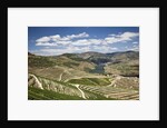 The vineyards of the Douro Valley above Pinhao are set on terraced hillsides above the Douro River by Anonymous
