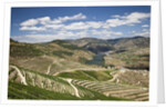 The vineyards of the Douro Valley above Pinhao are set on terraced hillsides above the Douro River by Anonymous