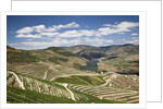 The vineyards of the Douro Valley above Pinhao are set on terraced hillsides above the Douro River by Anonymous