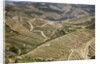 The vineyards of the Douro Valley above Pinhao are set on terraced hillsides above the Douro River by Anonymous