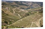 The vineyards of the Douro Valley above Pinhao are set on terraced hillsides above the Douro River by Anonymous