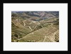 The vineyards of the Douro Valley above Pinhao are set on terraced hillsides above the Douro River by Anonymous