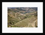The vineyards of the Douro Valley above Pinhao are set on terraced hillsides above the Douro River by Anonymous