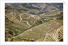 The vineyards of the Douro Valley above Pinhao are set on terraced hillsides above the Douro River by Anonymous