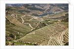 The vineyards of the Douro Valley above Pinhao are set on terraced hillsides above the Douro River by Anonymous