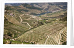 The vineyards of the Douro Valley above Pinhao are set on terraced hillsides above the Douro River by Anonymous
