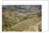 The vineyards of the Douro Valley above Pinhao are set on terraced hillsides above the Douro River by Anonymous