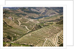 The vineyards of the Douro Valley above Pinhao are set on terraced hillsides above the Douro River by Anonymous